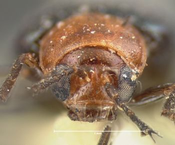 Media type: image;   Entomology 18441 Aspect: head frontal view